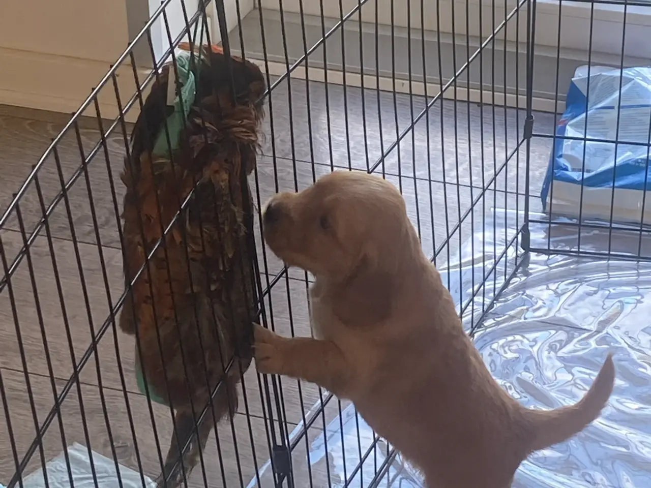 Billede 7 - Golden/cocker/flatcoated familie el jagthunde