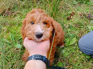 Coackapoo hvalpe(50% cocker spaniel og 50% puddel) - 3