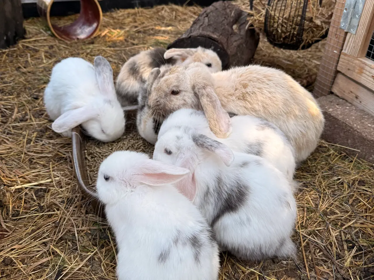Billede 4 - Mini Lop kaninunge på 8 uger