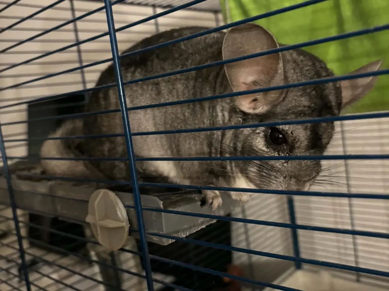 Billede 1 - 2 chinchilla og alt der med følger (BYD GERNE)