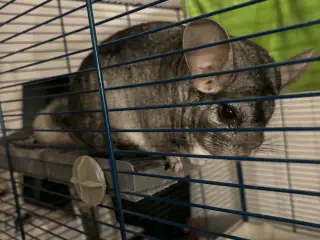 2 chinchilla og alt der med følger (BYD GERNE)