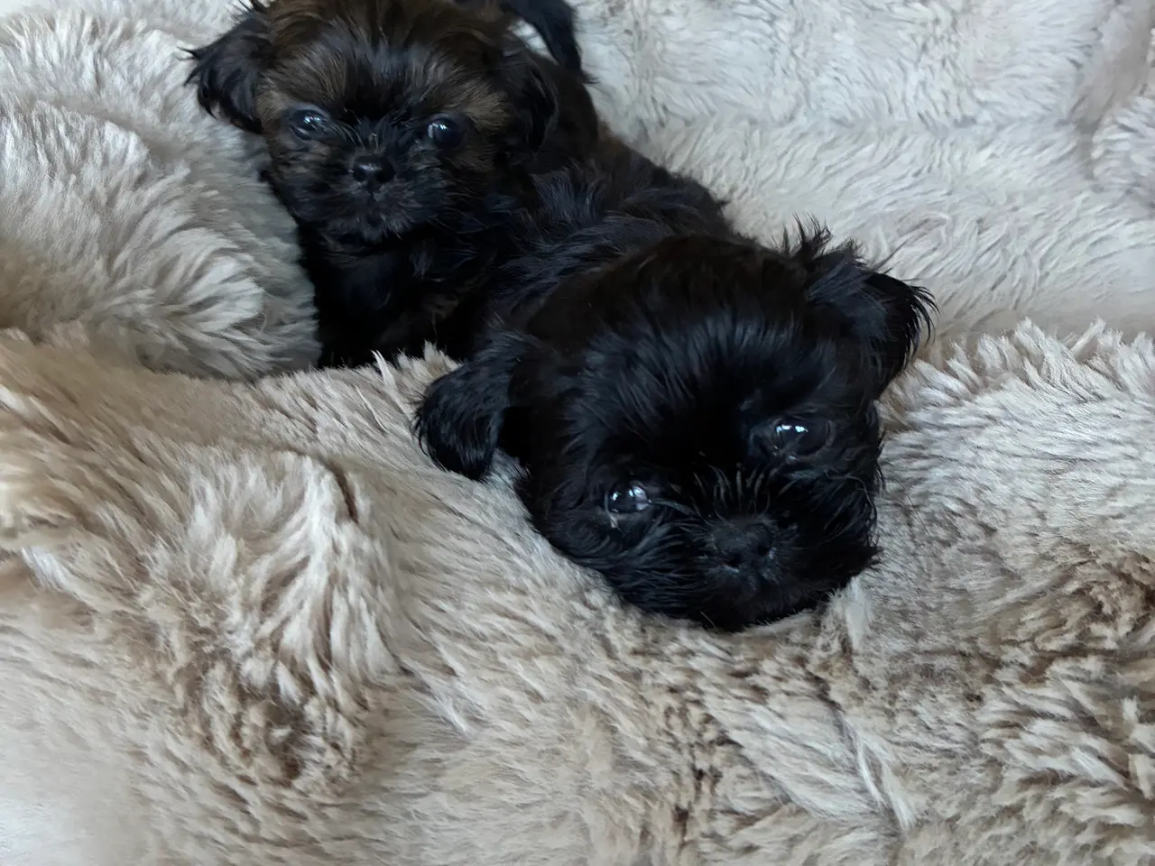Billede 5 - Lækre shih tzu hvalpe