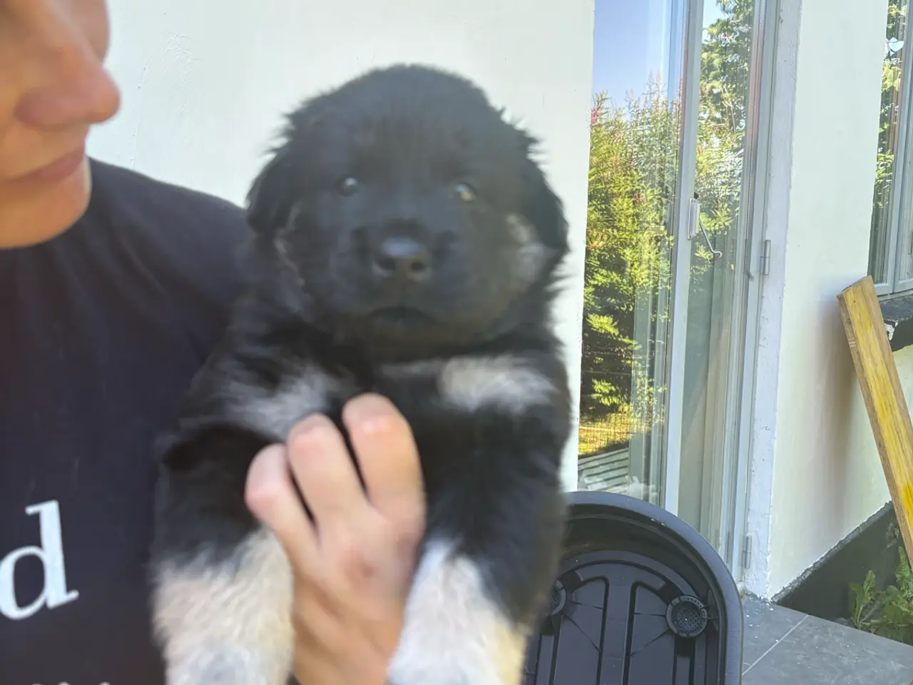 Billede 8 - Blandings hvalpe eurasier/golden