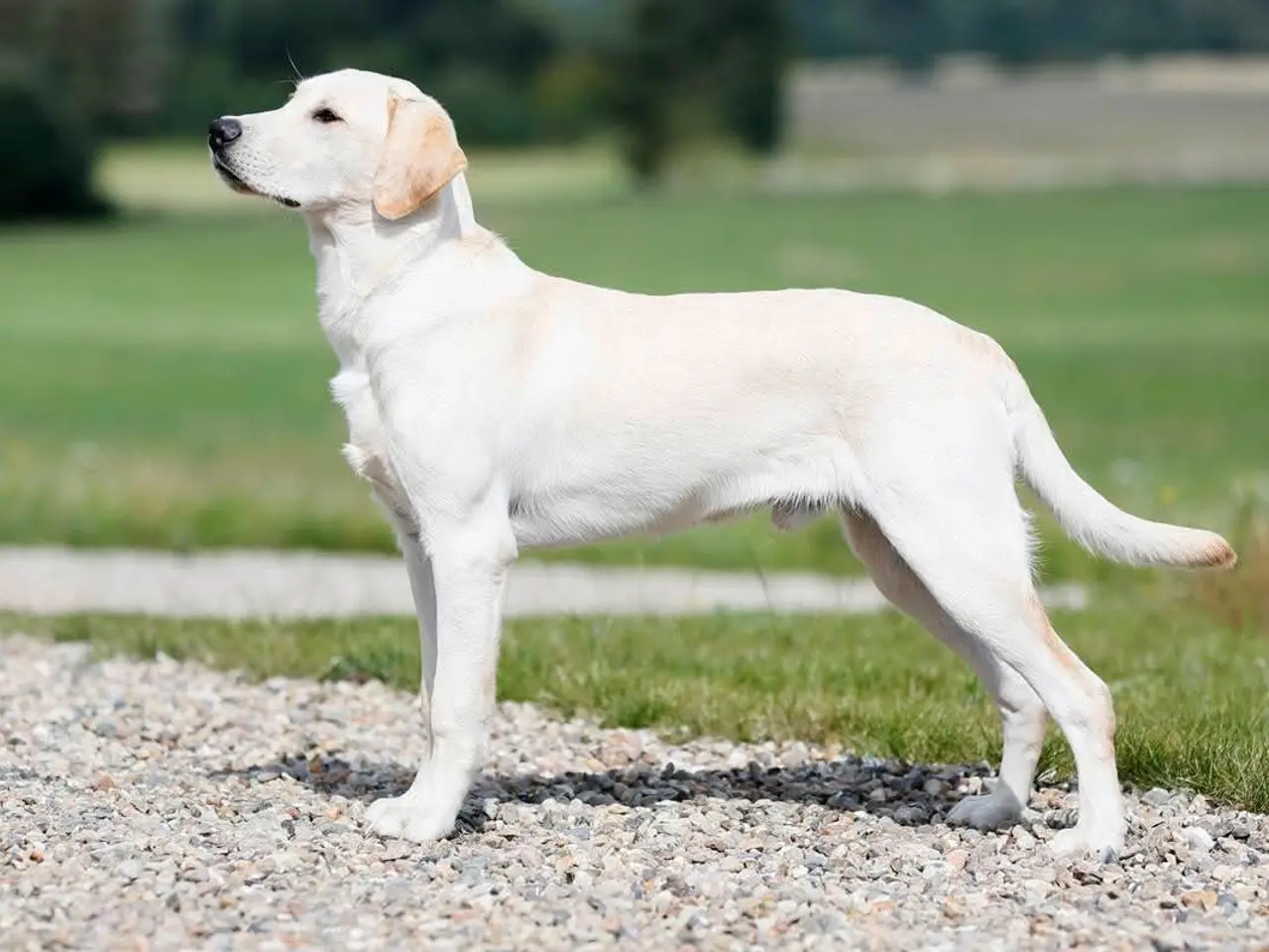 Billede 4 - Labrador F1, DKK reg