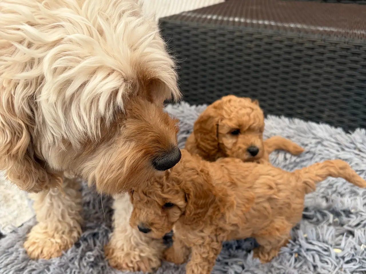 Billede 10 - 2 smukke Cavapoo drenge