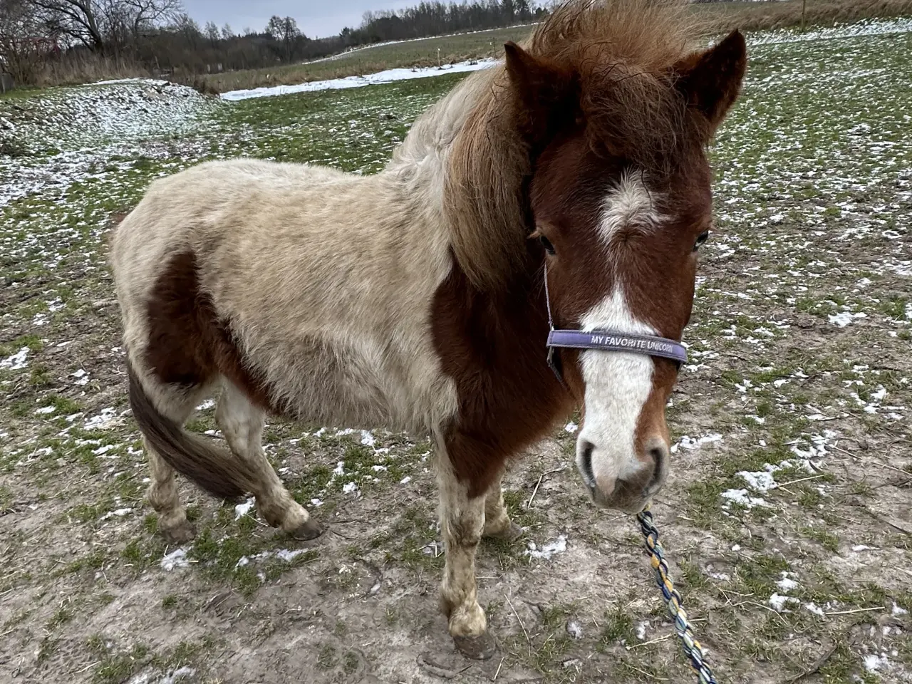 Billede 7 - Super sød shetlands hoppe på snart 3 år