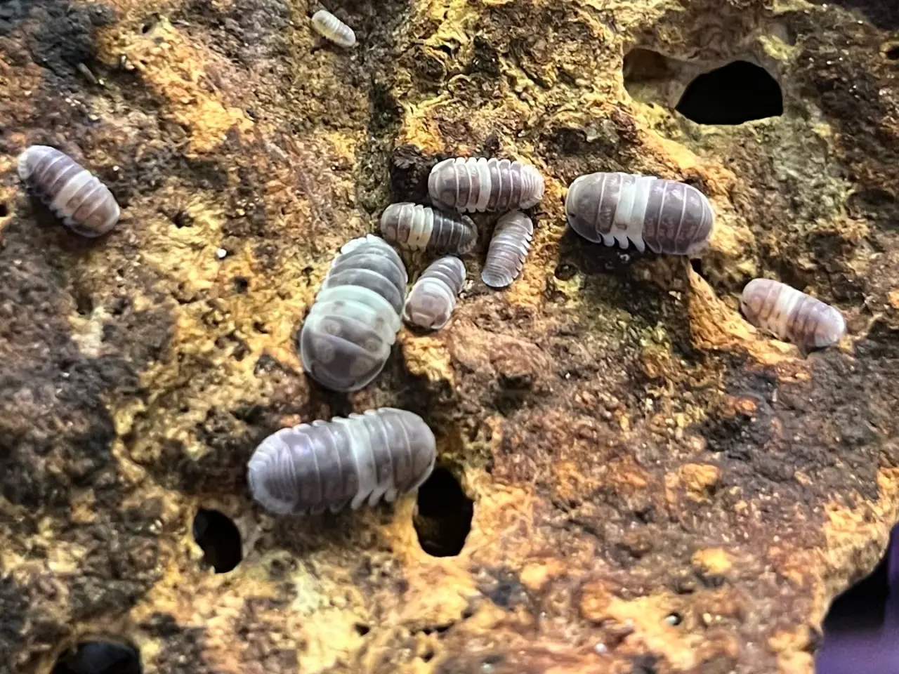 Billede 1 - Panda konge bænkebider (Cubaris sp. "Panda King")