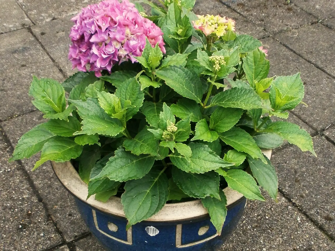 Billede 1 - Ny Hortensia & Blå keramisk urtepotte 