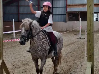 Smuk knabstruppere hoppe kat. 3