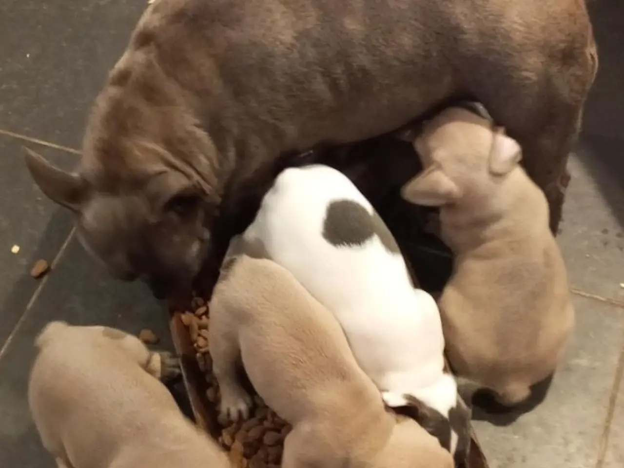 Billede 5 - De dejligste Fransk bulldog hvalpe sælges.