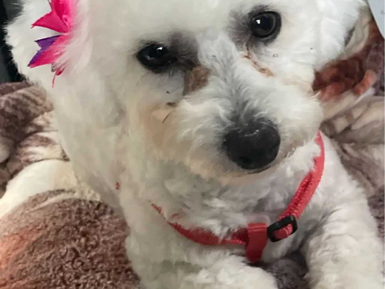 Billede 3 - Bichon Havanais