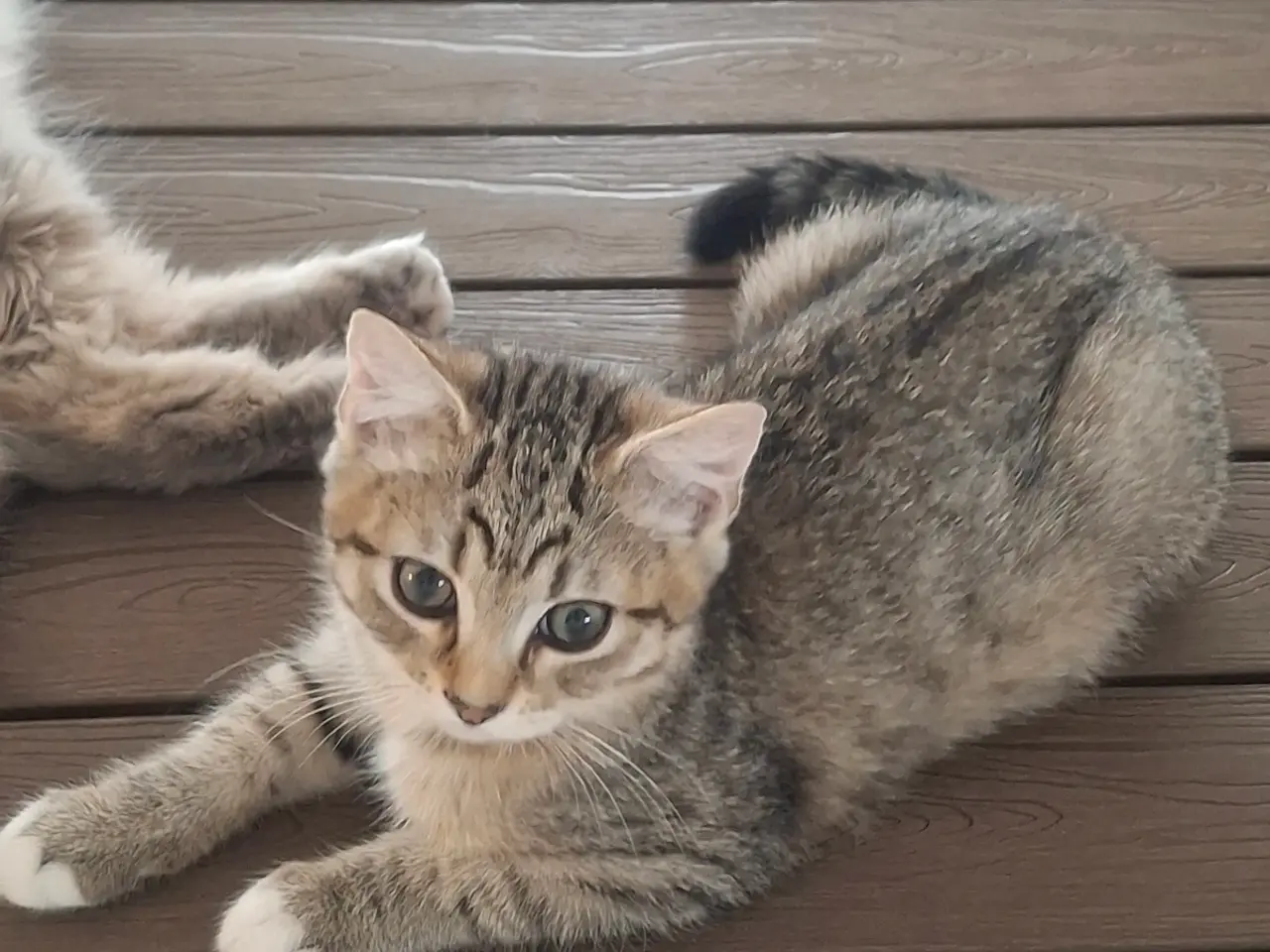 Billede 3 - British Shorthair 