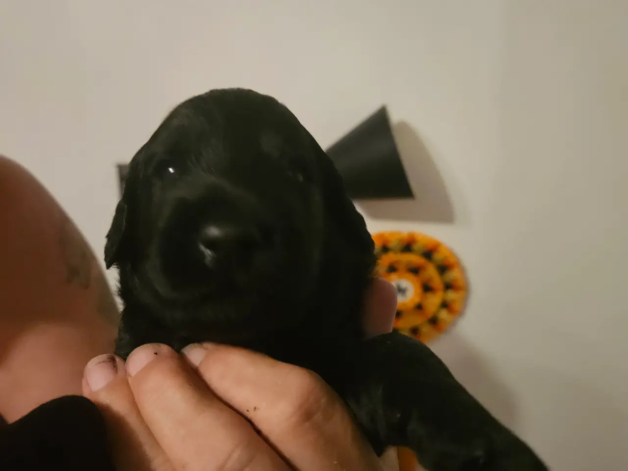 Billede 3 - Goldendoodle hvalpe