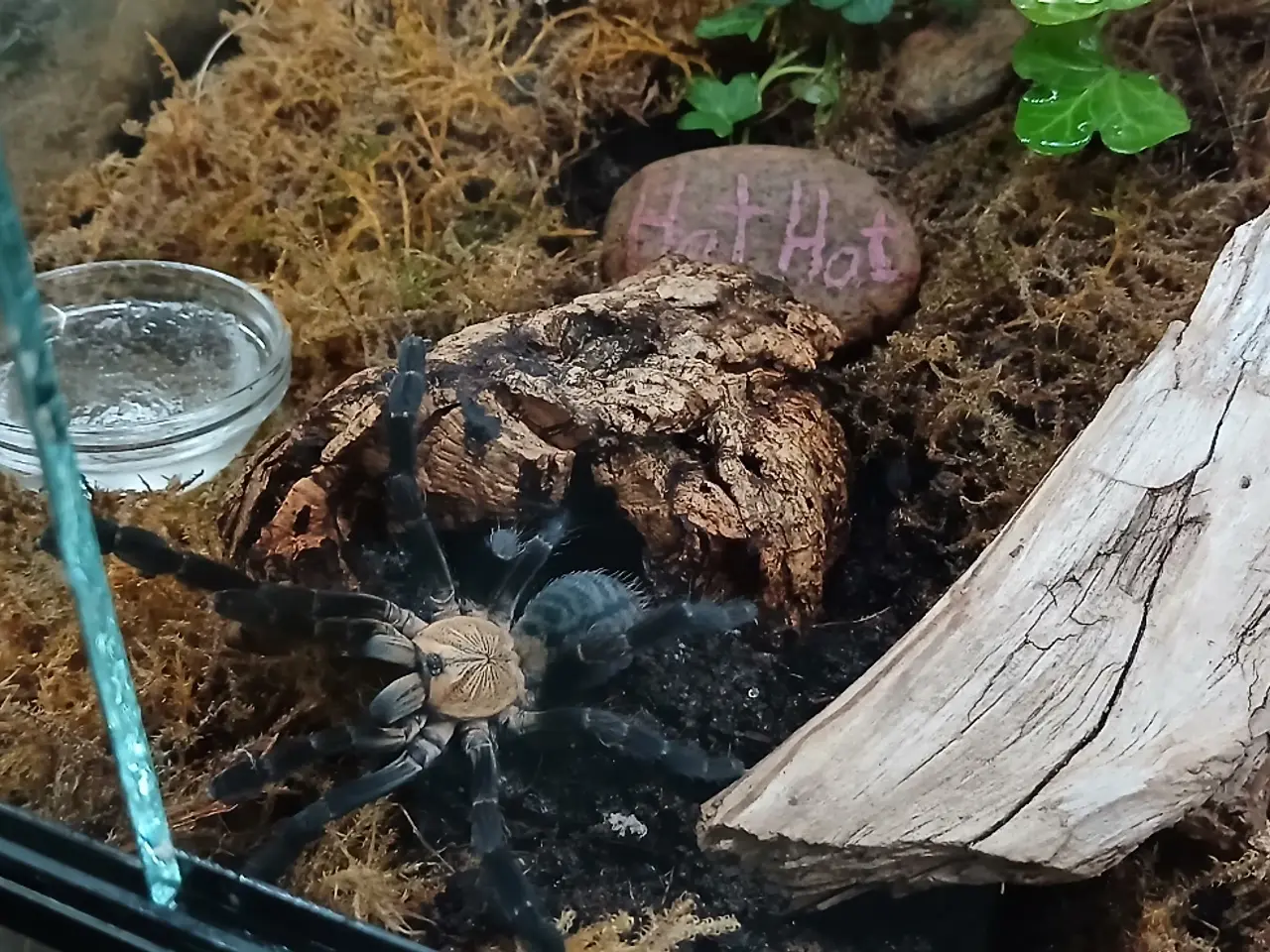 Billede 2 - Edderkop Cyriopagopus Sp. Hati Hati 