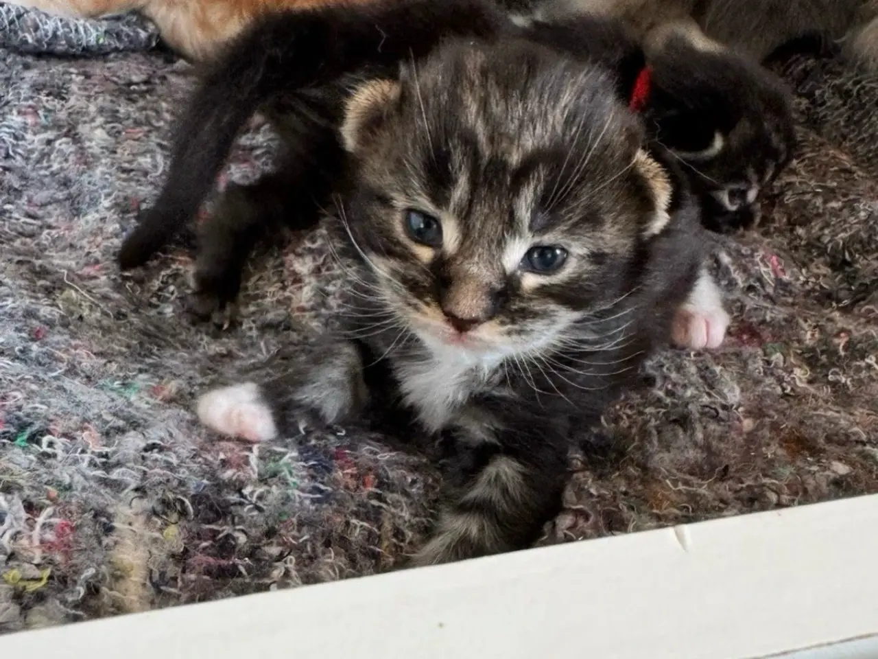 Billede 3 - Maine Coon killing