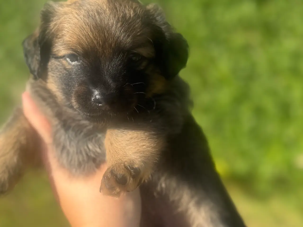 Billede 5 - Skønne små grav/pomeranian hvalpe