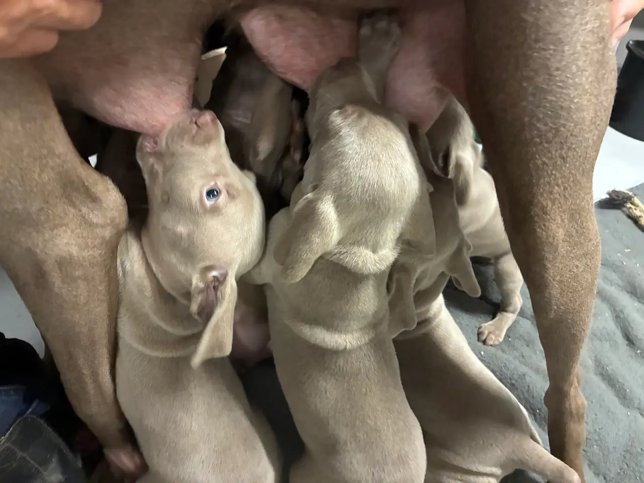 Billede 5 - Weimaraner hvalpe søger nyt hjem.
