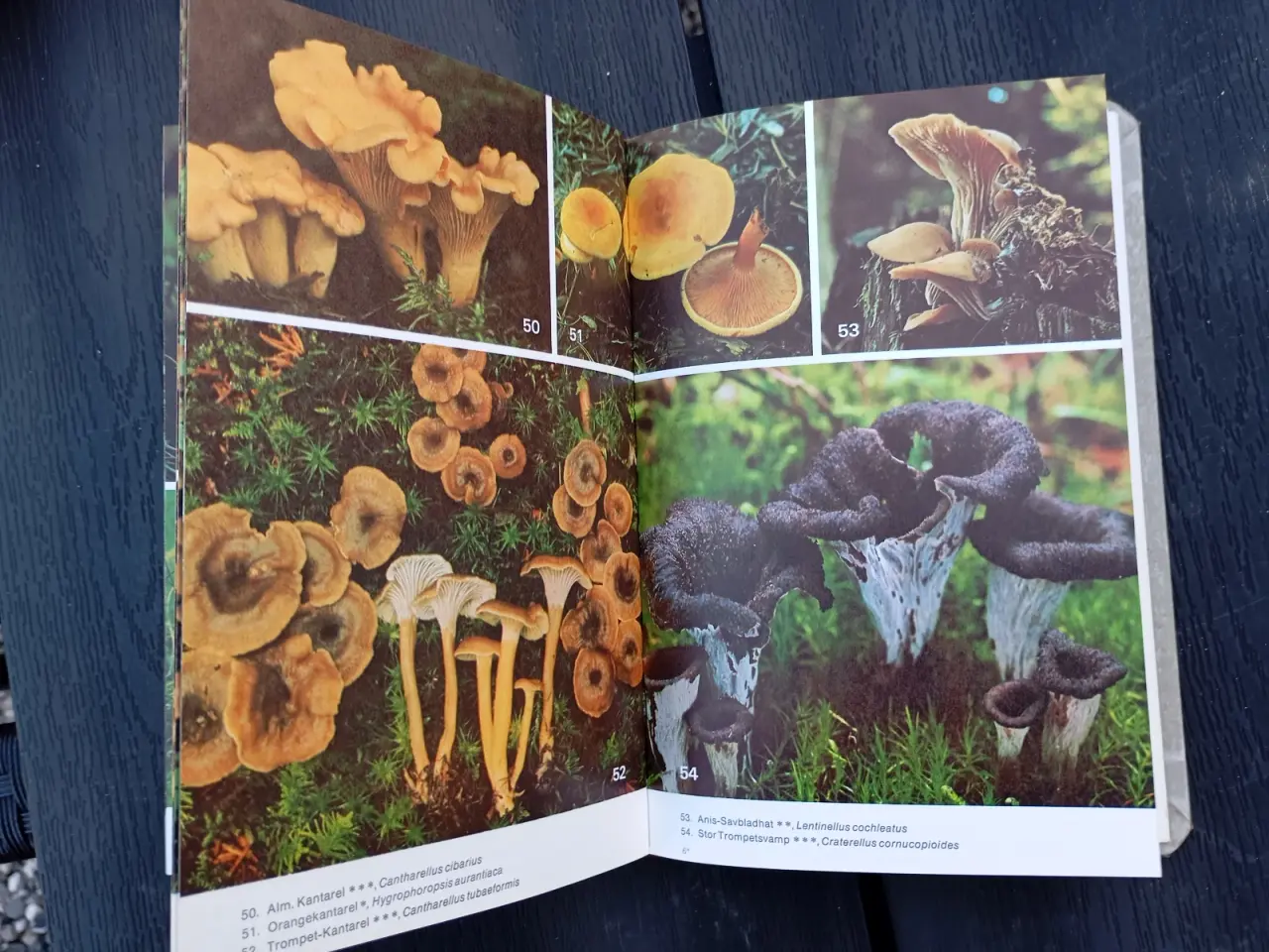 Billede 4 - Svampe i vor natur