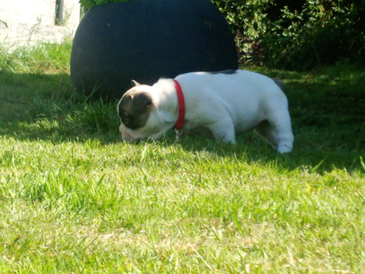 Billede 3 - Französische Bulldoggen