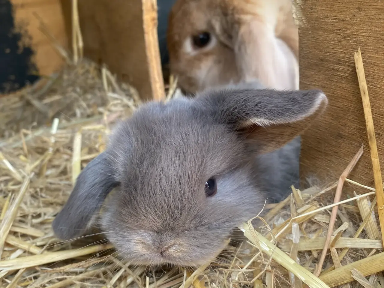 Billede 3 - Mini lop kanin unger