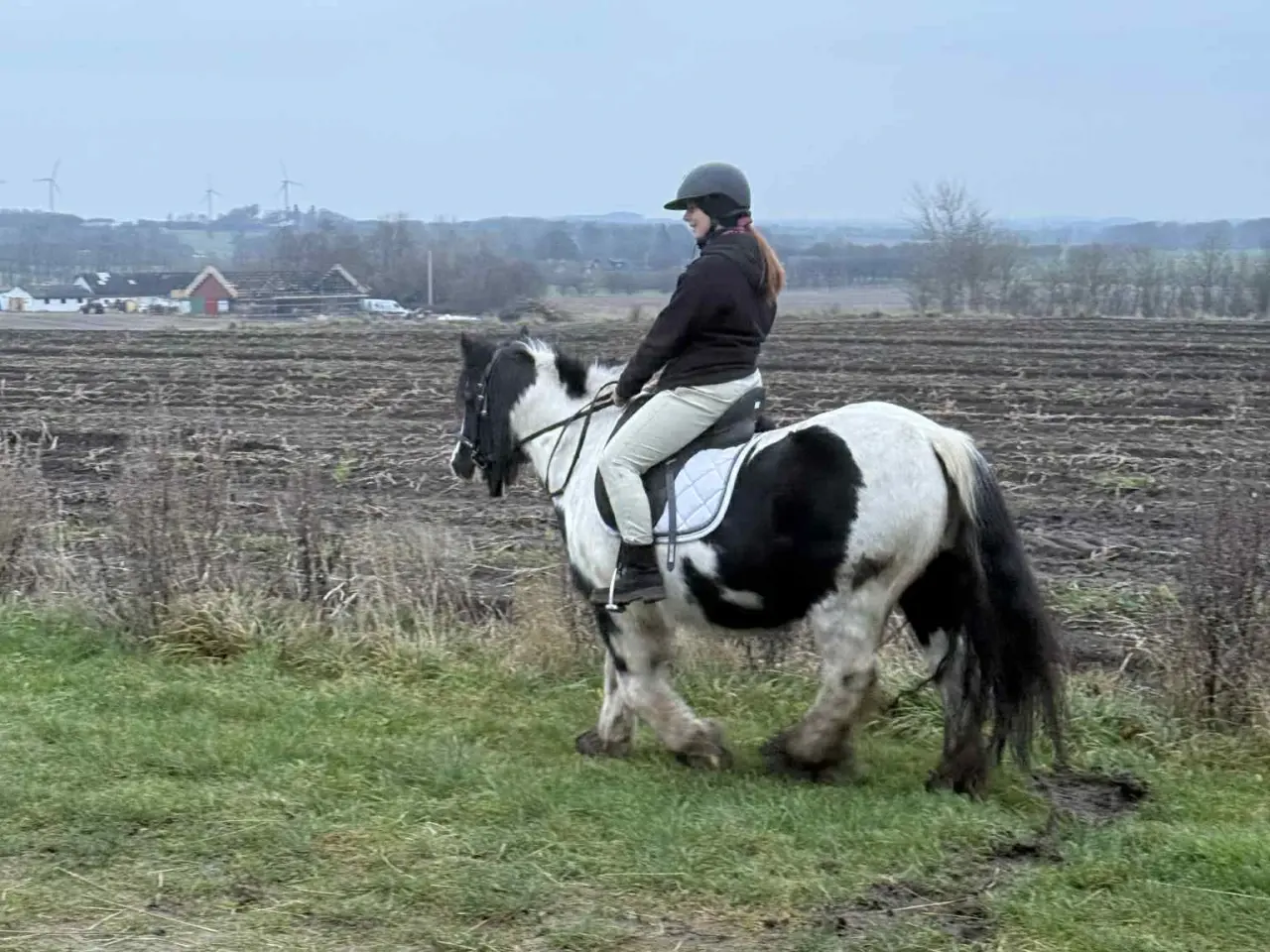 Billede 7 - Irish Cob/ Skovturs hest