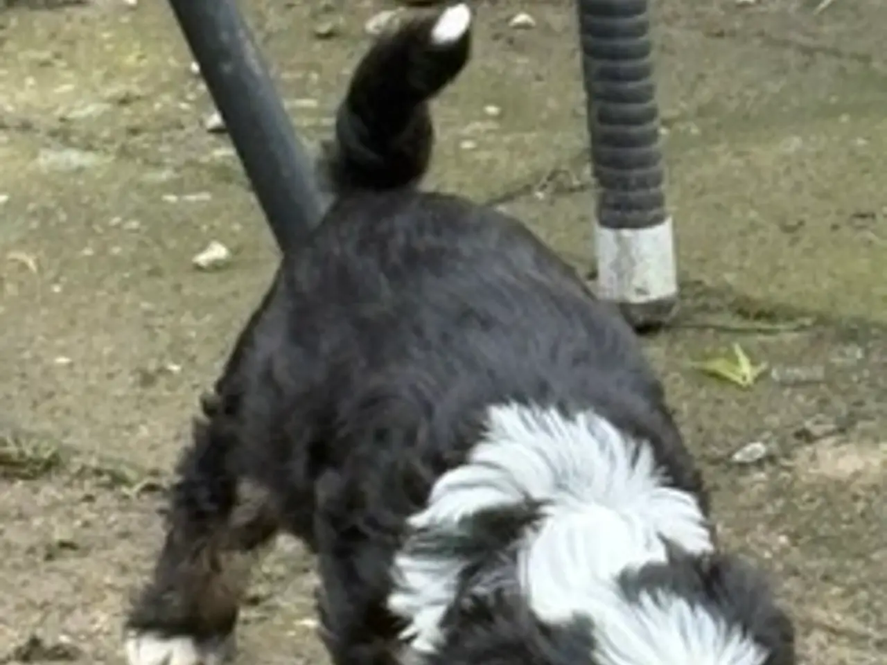 Billede 3 - Chinese Crested Powder Puff hvalpe