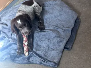 Cocker spaniel/springer spaniel