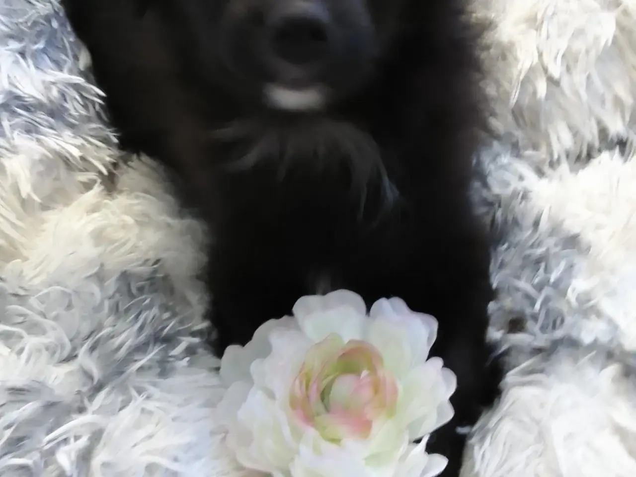 Billede 14 - Den skønneste Pomeranian-blandingshvalp