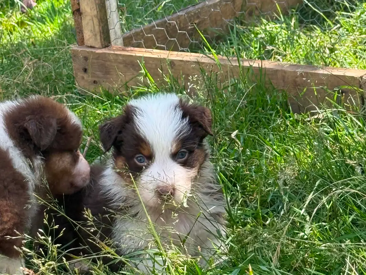 Billede 3 - Ægte Australian Shepherd hvalp 