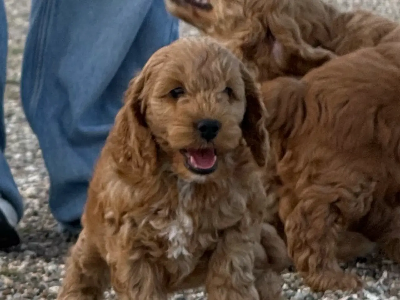 Billede 9 - 🐶❤️ 4 SKØNNE COCKERPOO-HVALPE SØGER KÆRLIGE HJEM