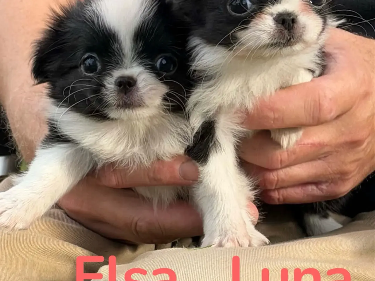 Billede 1 - Chihuahua/Japanese Chin mix. hvalpe.