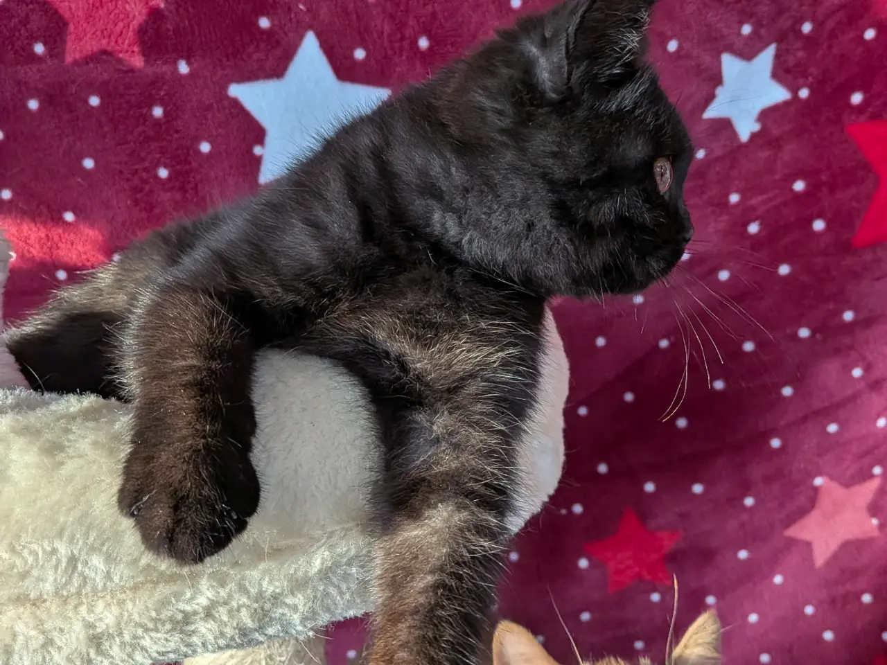 Billede 2 - British shorthair pige