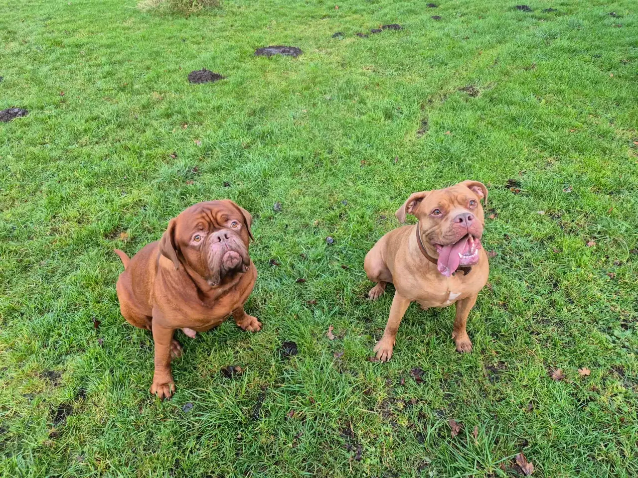 Billede 8 - Smukke fransk mastiff/Dogue de Bordeaux hvalpe 🐾