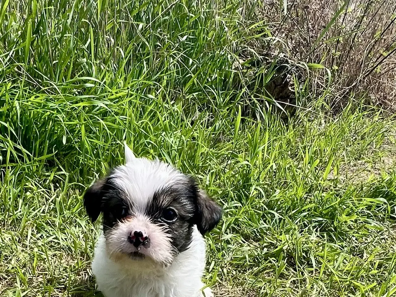 Billede 4 - Skønneste og flotteste hvalpe