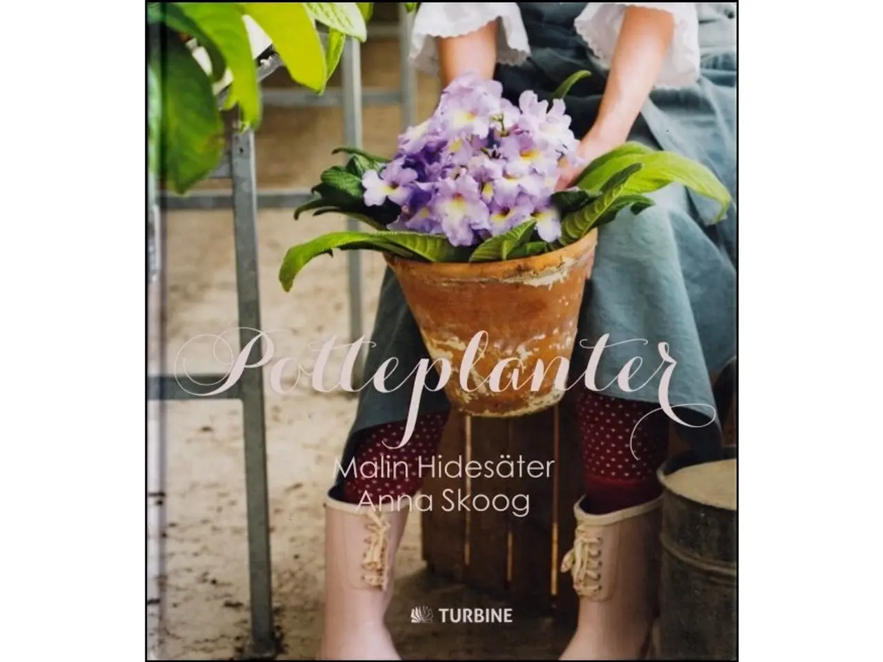 Billede 1 - Potteplanter