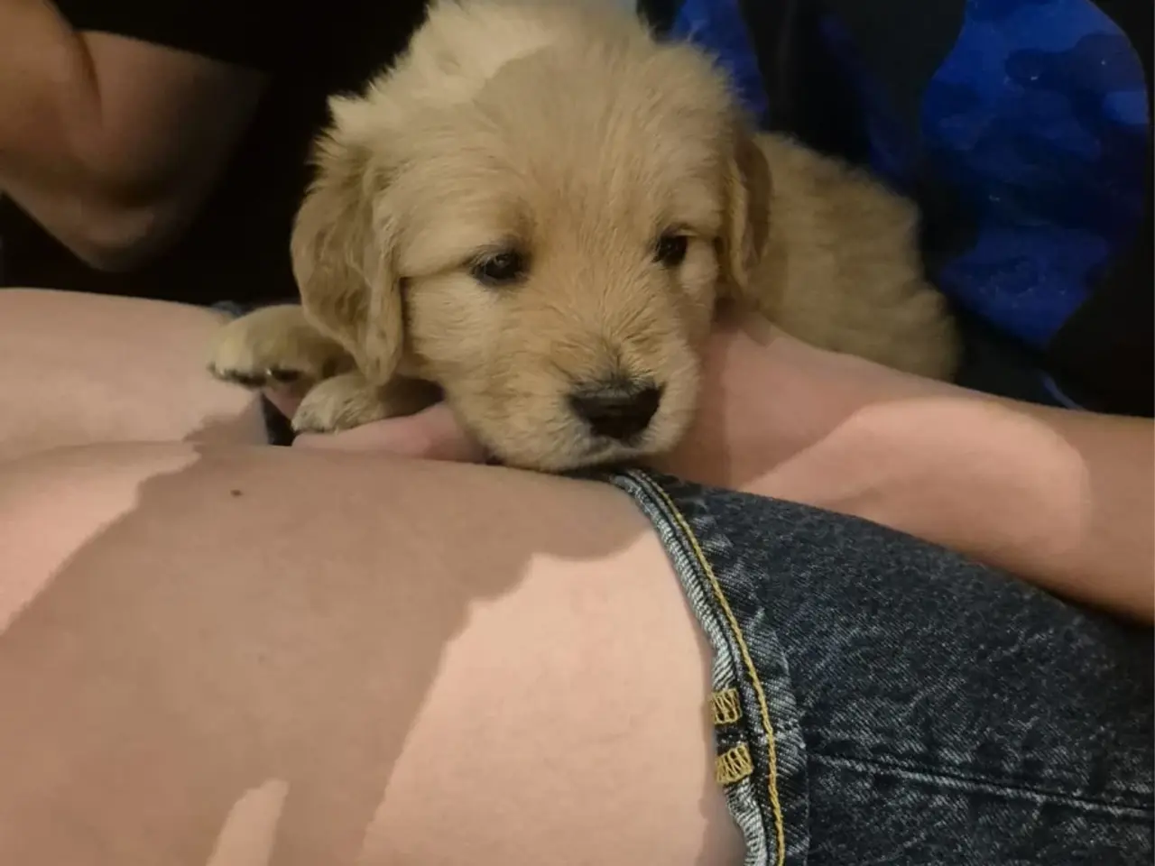 Billede 4 - Golden Retriever-hvalpe