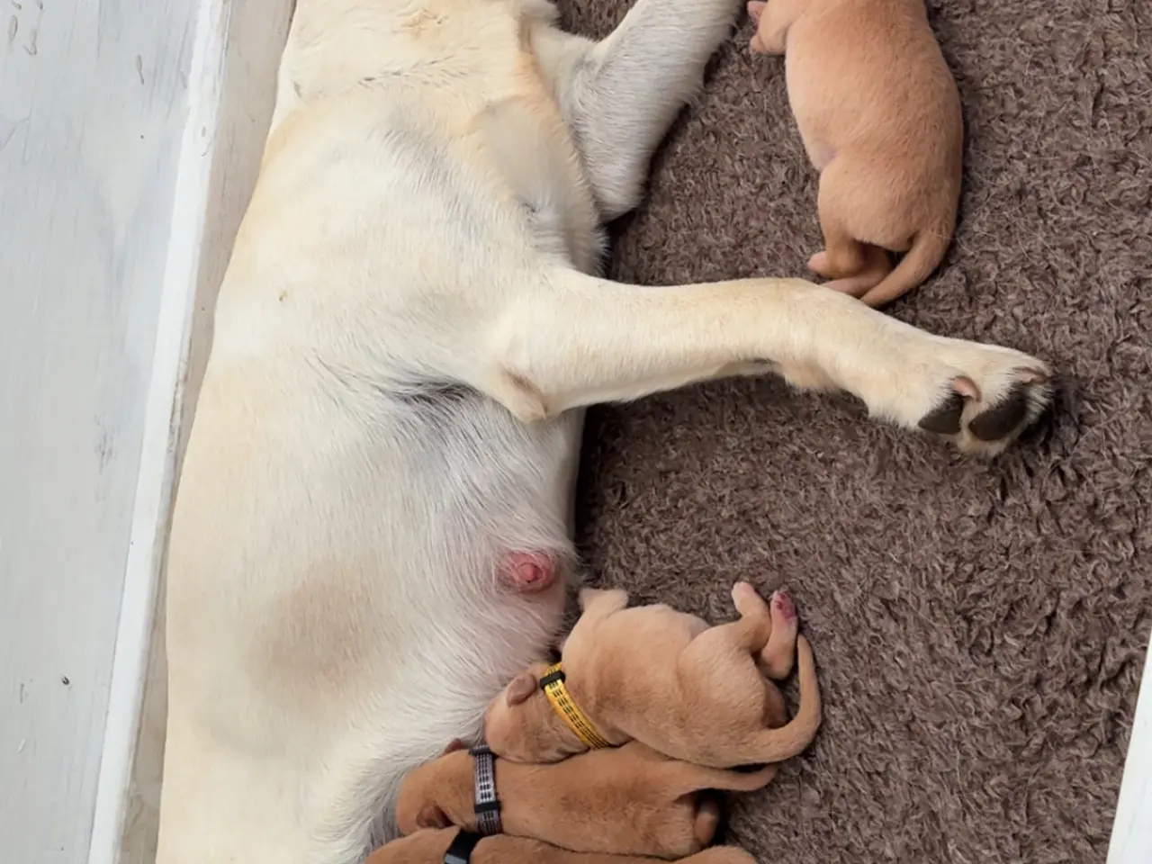Billede 2 - Labrador hvalpe