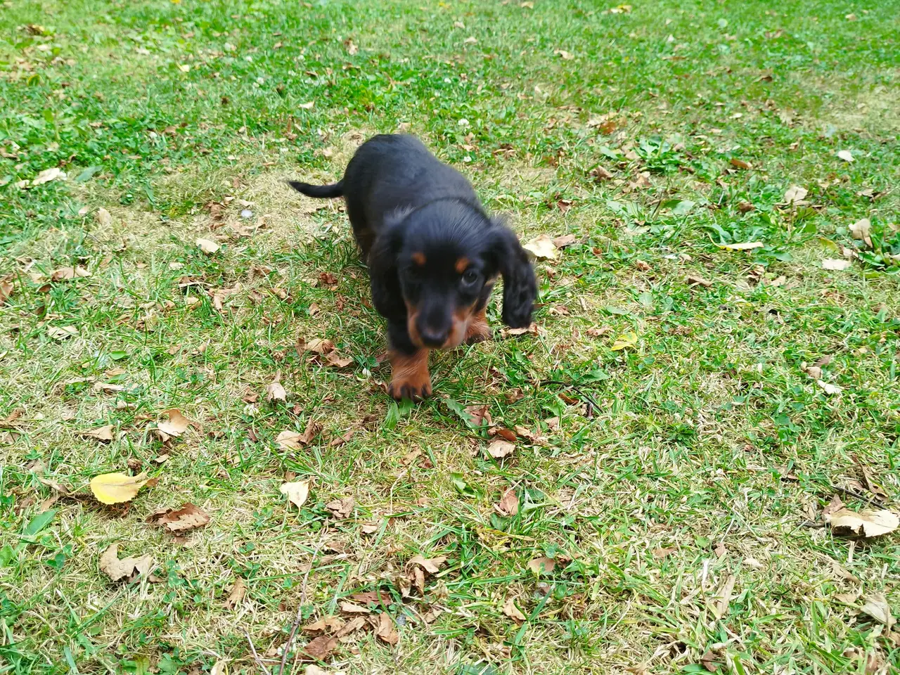 Billede 5 - Kanin langhåret gravhund