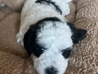 Sødeste hvalpe totter søger nyt hjem🐾😍 - 3