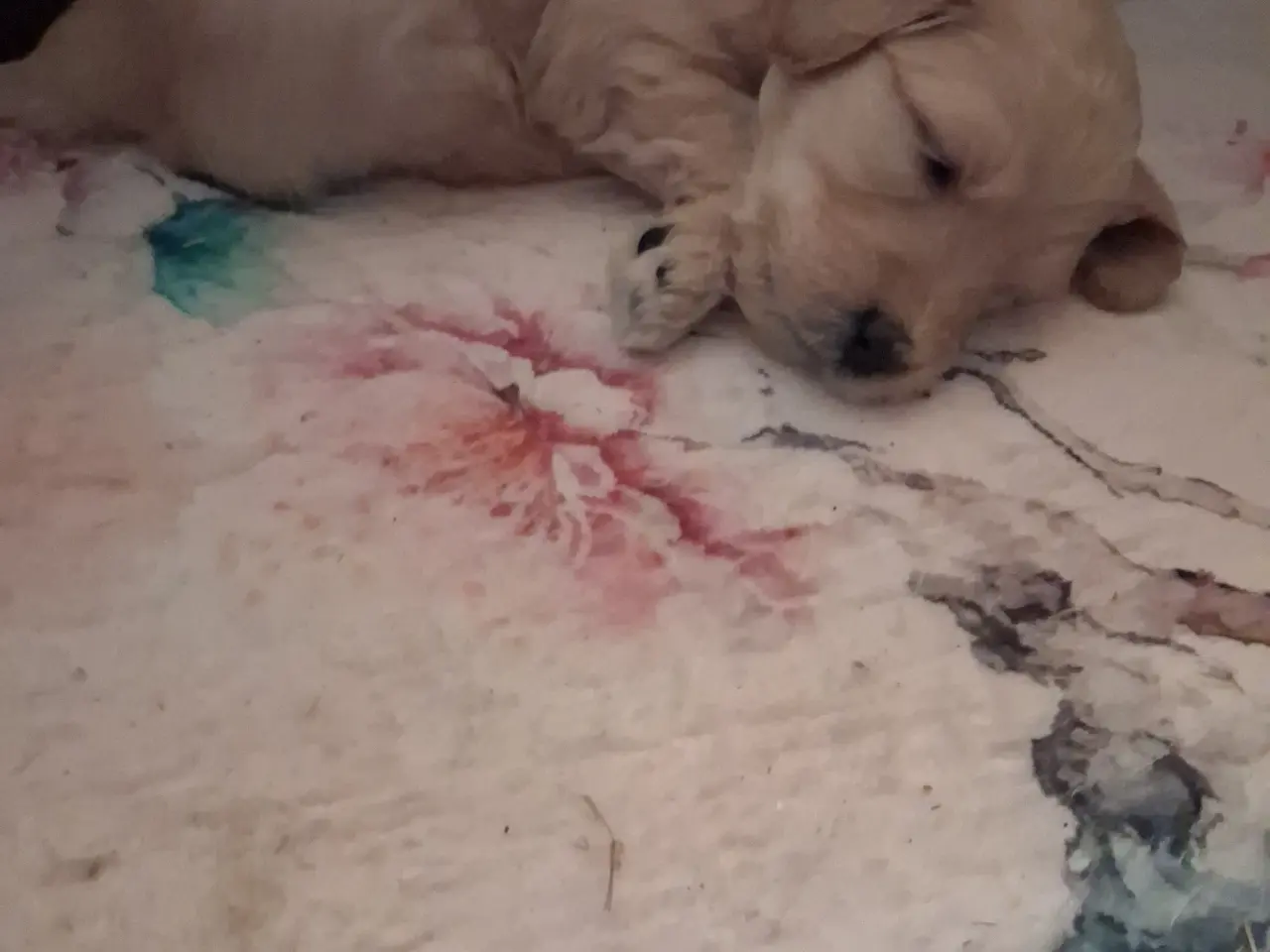 Billede 2 - de lækreste store goldendoodle-bamser