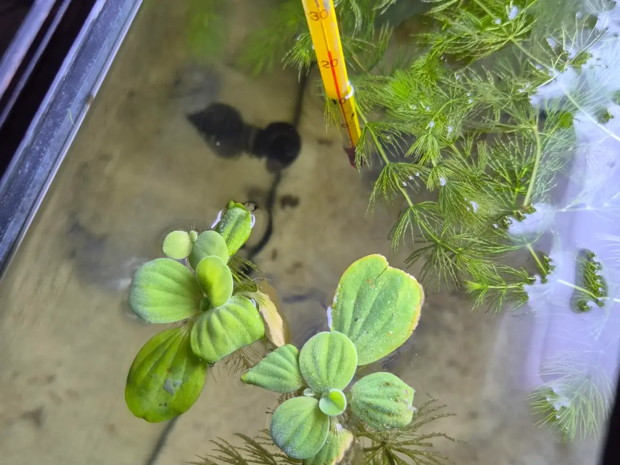 Billede 2 - Akvariefisk
