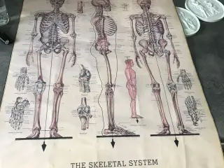 skolekort