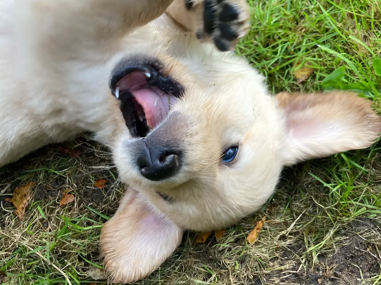 Billede 2 - Hvalpe, Golden retrievere