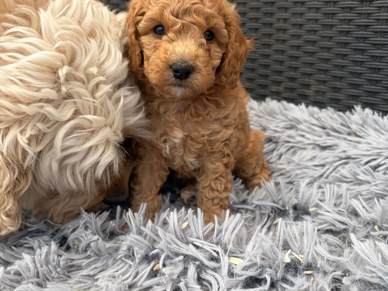 Billede 6 - 2 smukke Cavapoo drenge
