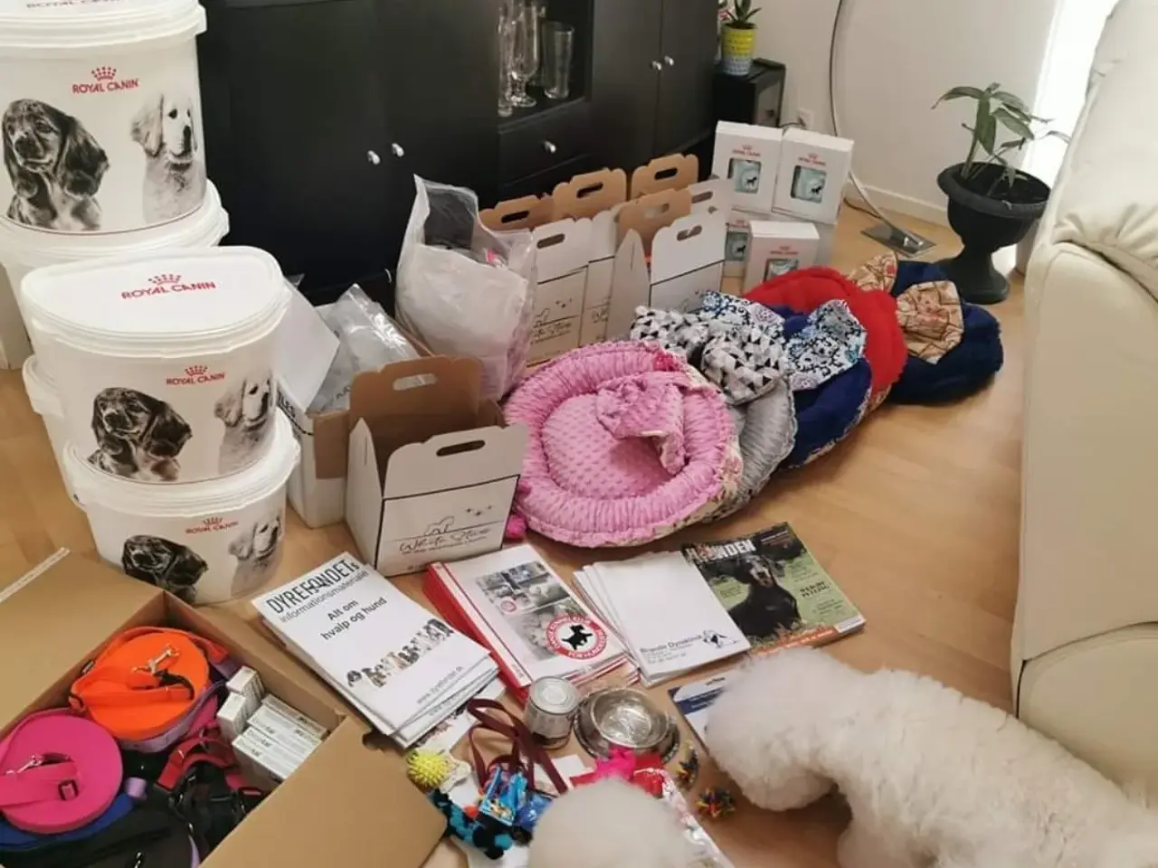 Billede 6 - Bichon Frise allergivenlige hvalpe