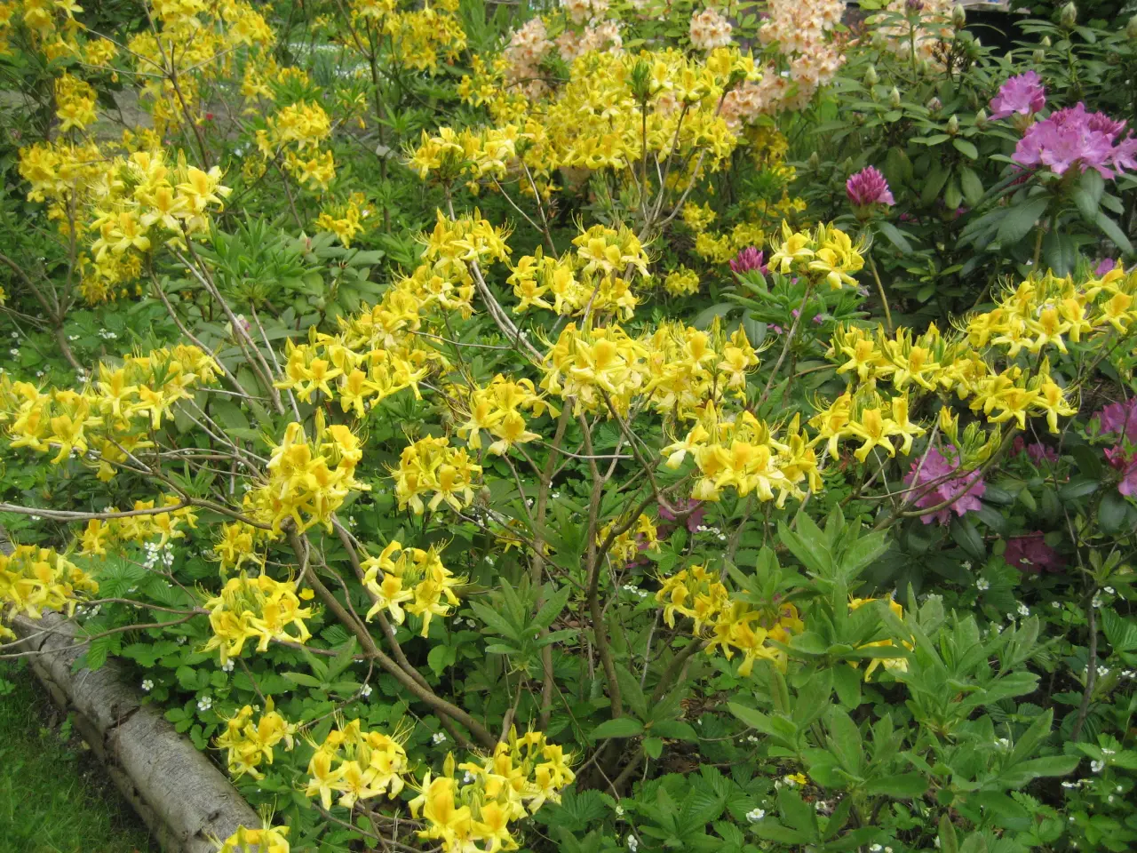 Billede 3 - Guldazalea, Rhododendron