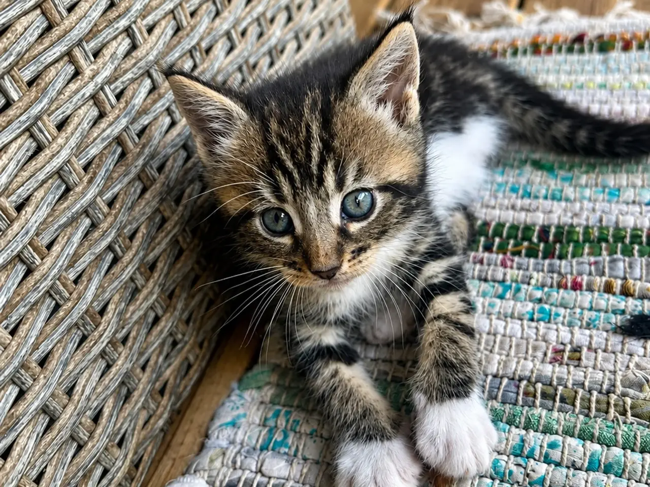 Billede 1 - Maine Coon mix 🤍