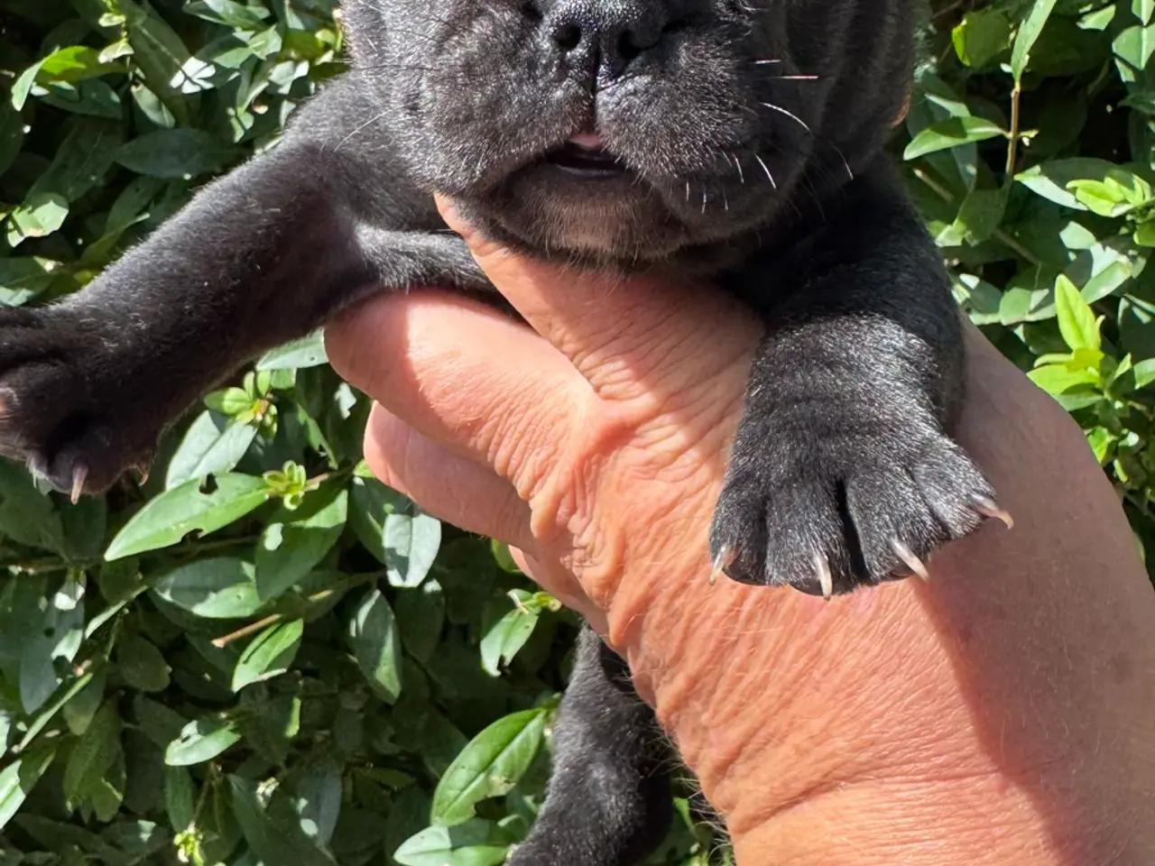 Billede 2 - Franske bulldog hvalpe 2 drenge tilbage