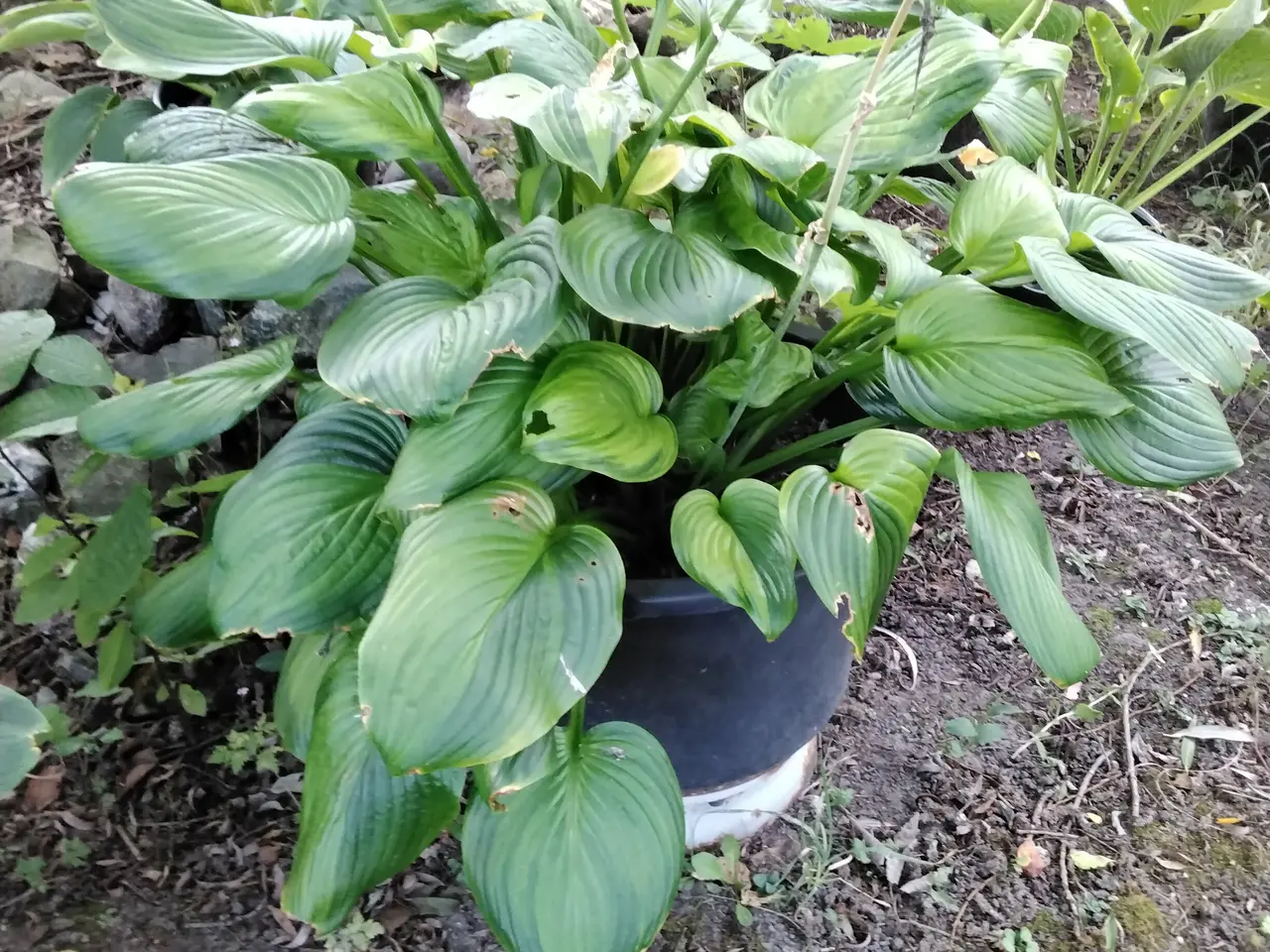 Billede 9 - Kæmpe Hosta Sun and Substance I store 40L potter