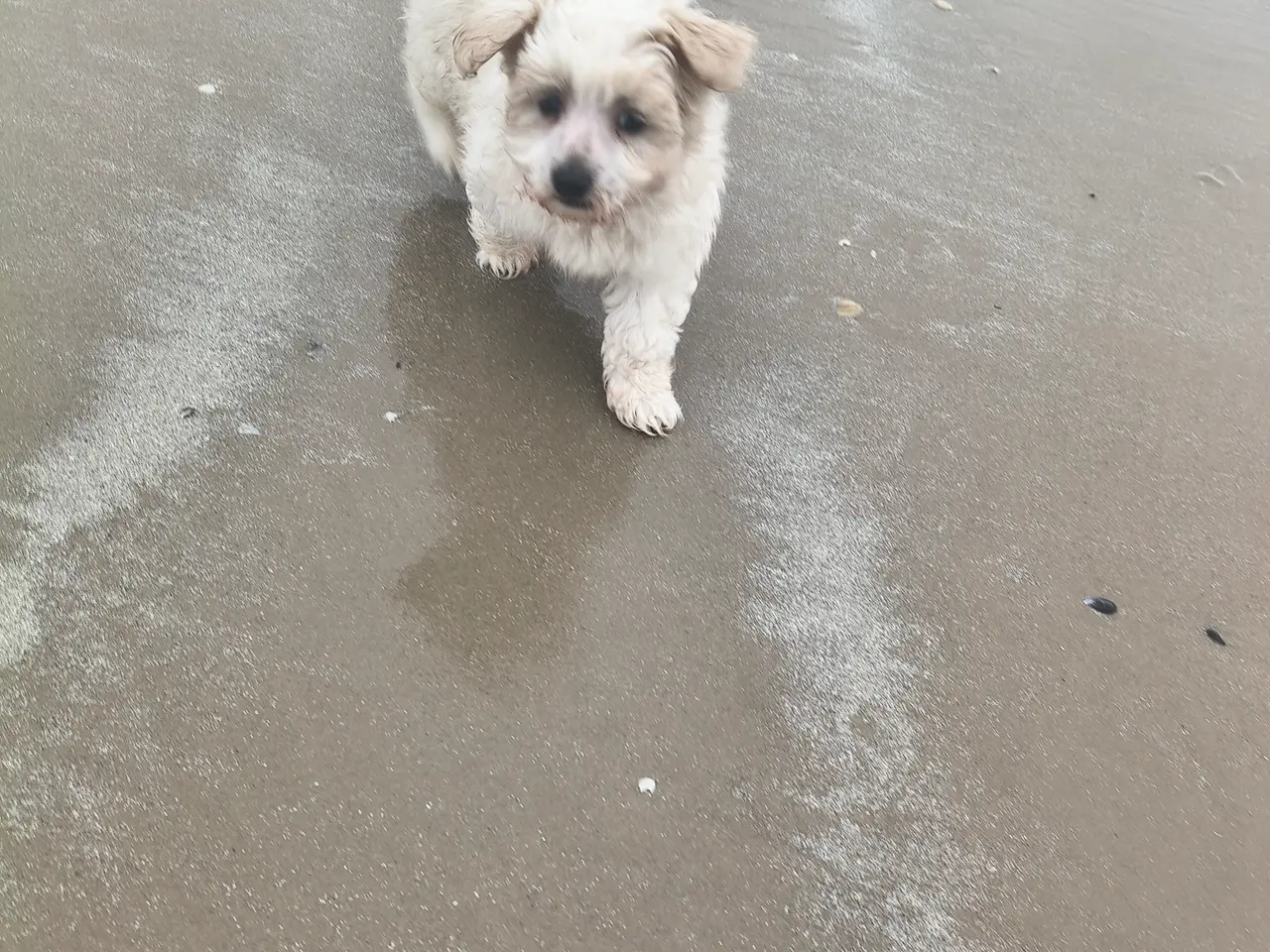 Billede 10 - Blandings hvalp bomulds hund maltipoo